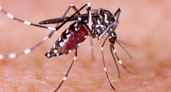 ඩෙංගු මර්දනයට හමුදාව කැඳවයි..